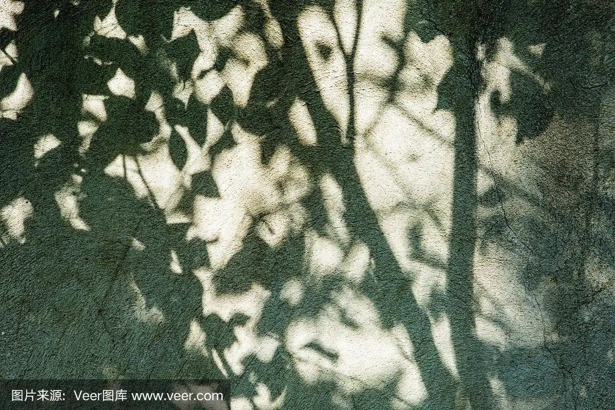 树叶的影子映在墙上