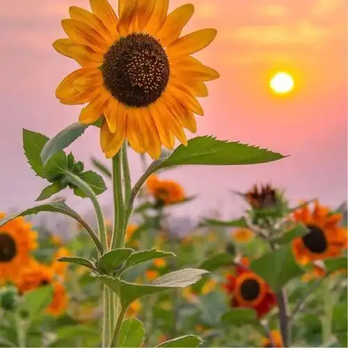 女人用了运气旺的头像图片大全 高清唯美女人好运吉祥微信头像顺风