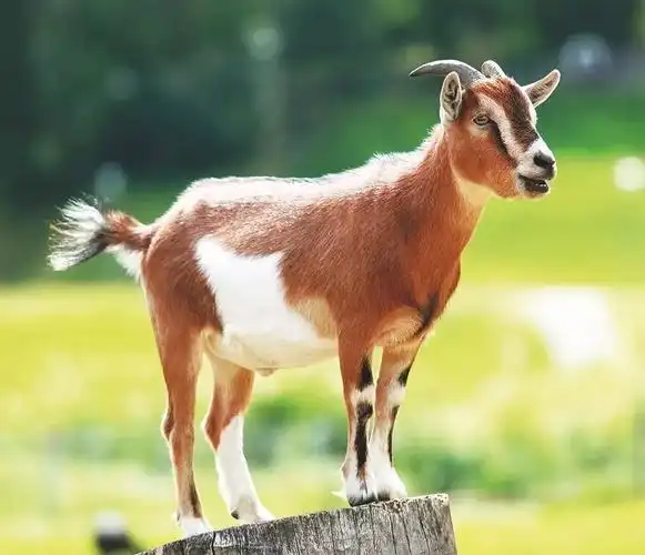 社交达人——矮脚羊的宠物"奋斗史"丨动物朋友