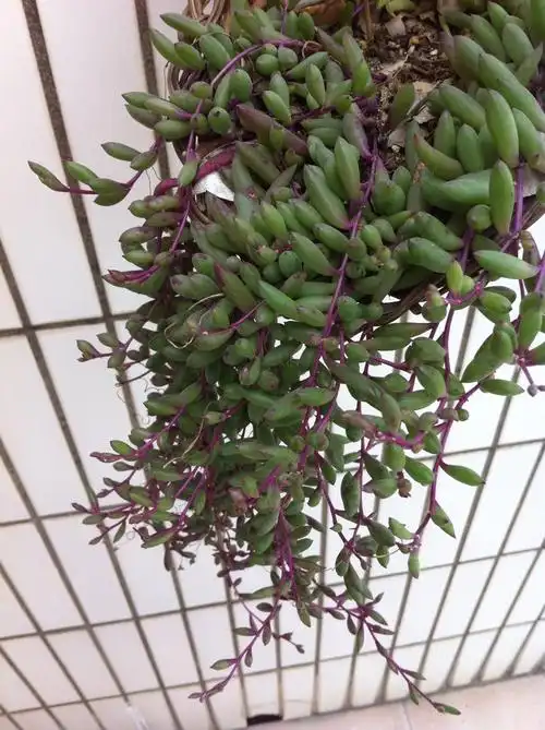 包邮群生爆盆紫玄月多肉植物佛珠吊兰绿植花卉盆栽吸甲醛防辐射