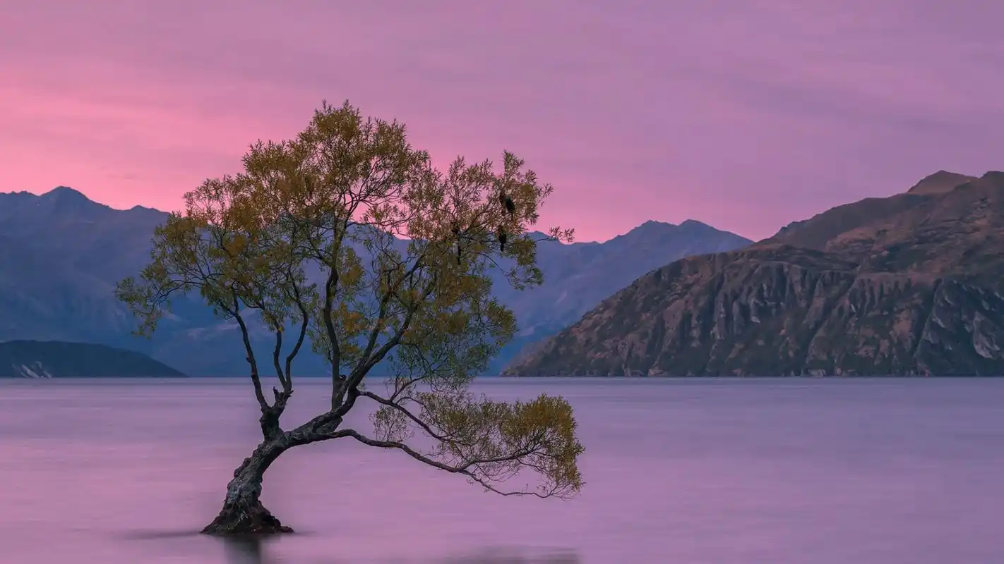 唯美湖中树自然风景桌面壁纸