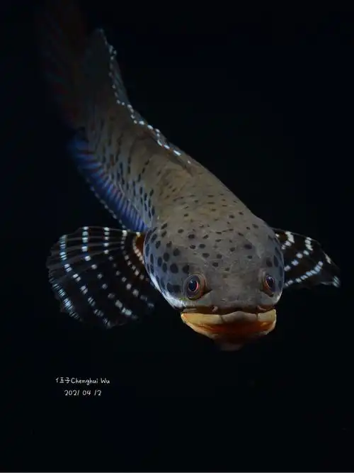 已出出幻彩蓝宝石雷龙鱼