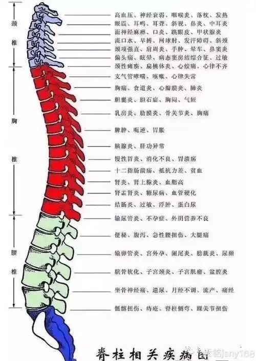 颈椎段脊柱受损或受累,有些部位或器官就有可能发生疾患