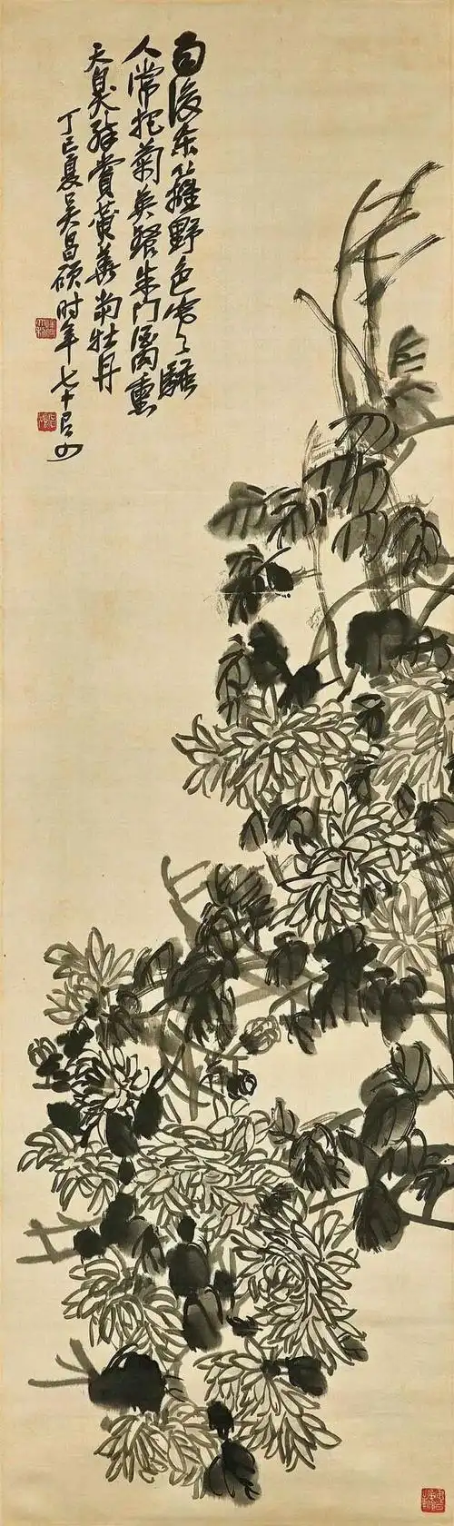 吴昌硕笔下的菊花