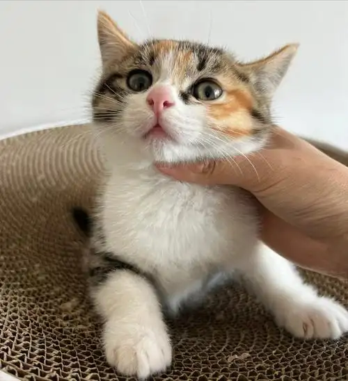 三花猫是我们中华田园猫,这只猫咪大部分都是母猫,性格温顺,养的人也