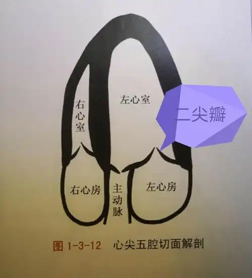 是否需要治疗?(三尖瓣返流如何治疗最好) - 冷求网