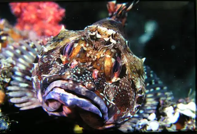 sebastiscus marmoratus  石狗公