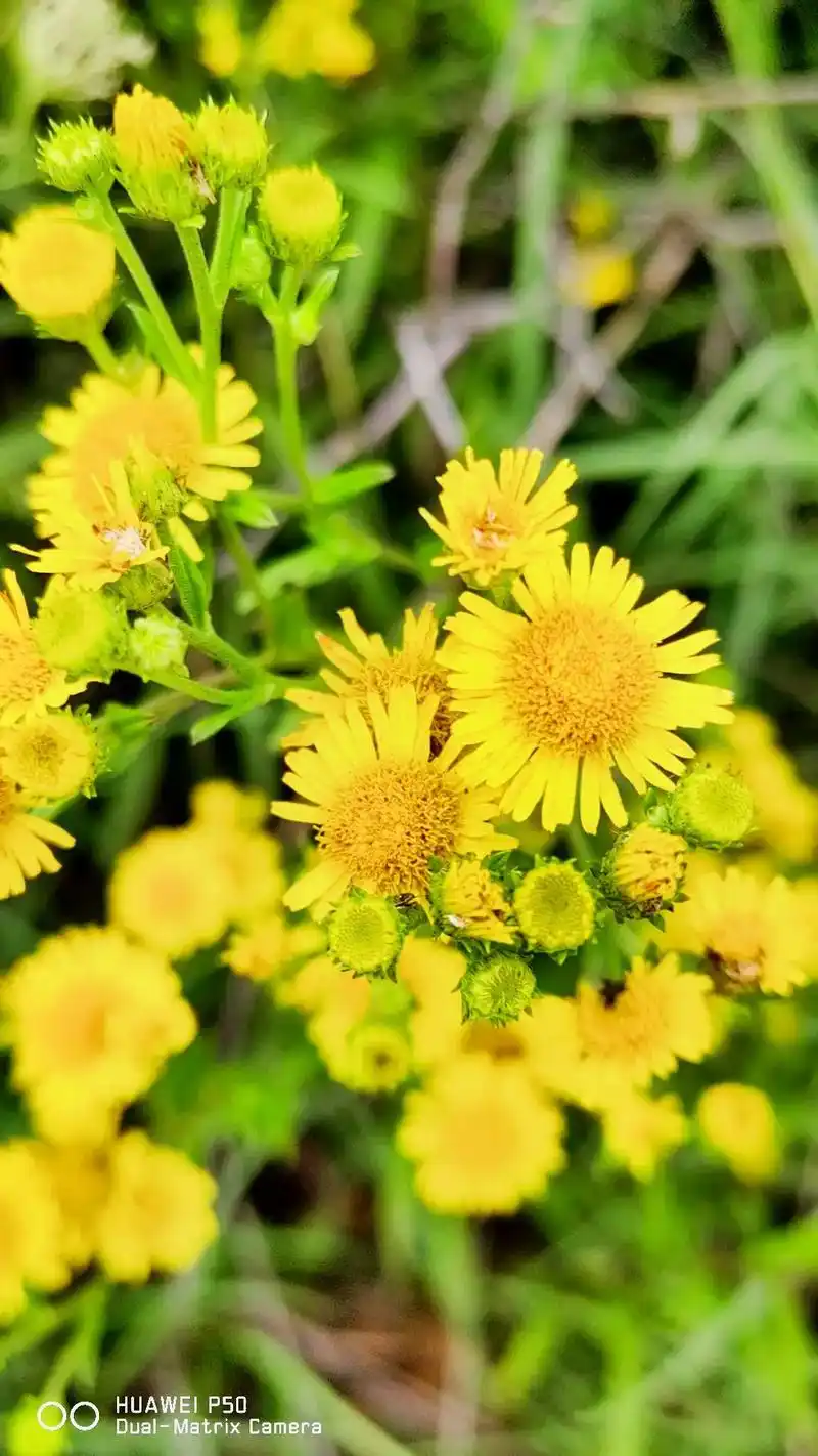 旋覆花:大自然的馈赠.驴耳草平凡的外表,却是名方的主药 功效 - 抖音