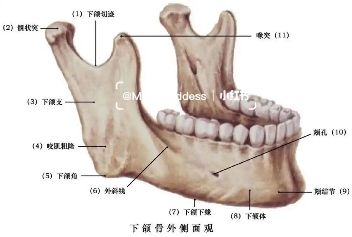 下颌骨解剖结构图