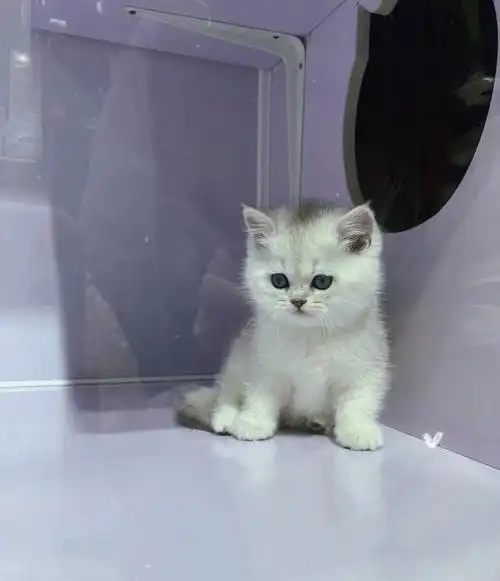 纯种英短银渐层.