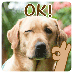 小狗狗汪星人ok卖萌搞笑可爱gif动图_动态图_表情包下载_soogif