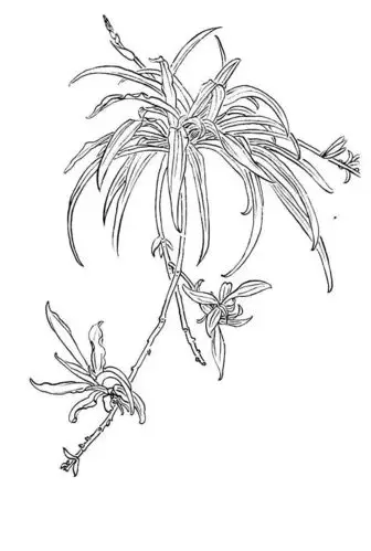 白描写生画库张德泉花卉白描写生