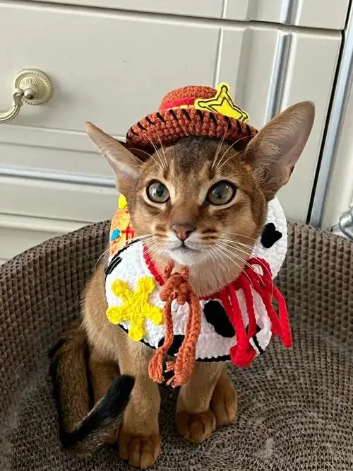 阿比西尼亚猫  #银渐层 #猫咪日常