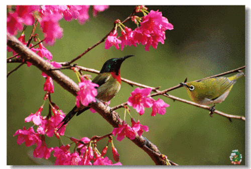 580_390gif 动态图 动图