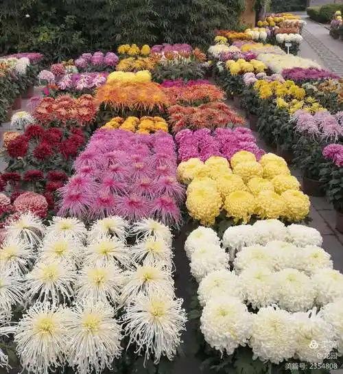 开封精品菊花一绝"十六本菊"