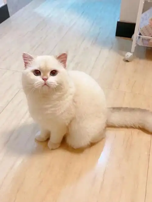 英短金点新家回访