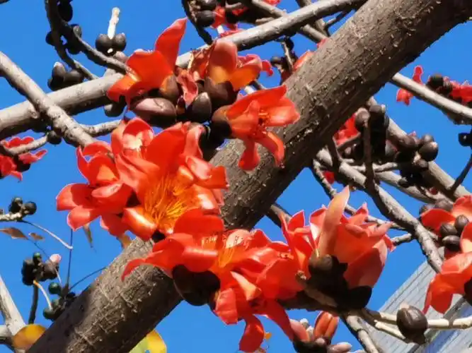 送花就送攀枝花