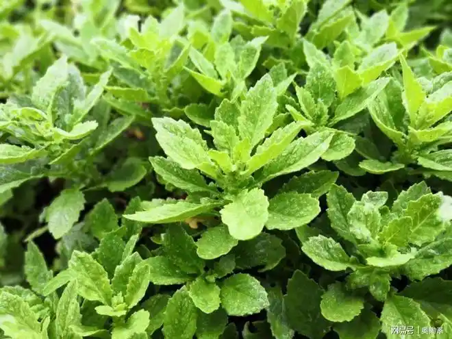 片仔癀:上市18年累计涨幅286倍的大牛股|云南白药|同仁堂|东阿阿胶