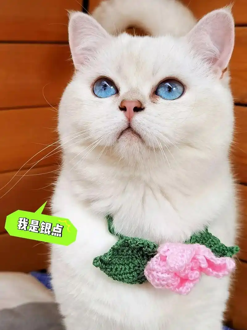 银点猫咪(全称银渐层重点色,简称银点).