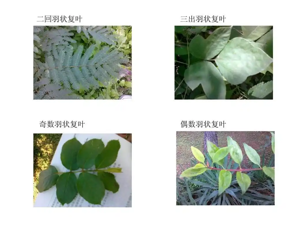 单叶和复叶的区别?