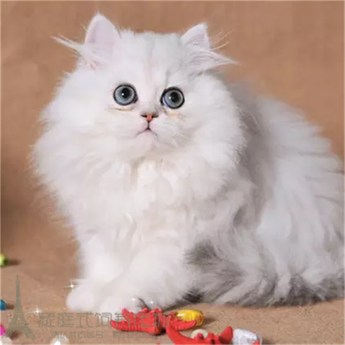 纯种家养金吉拉活体宠物猫咪幼猫活体金吉拉长毛猫白色长毛幼猫p