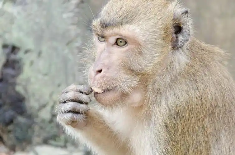 猴子图片_猴子图片大全_全景图片