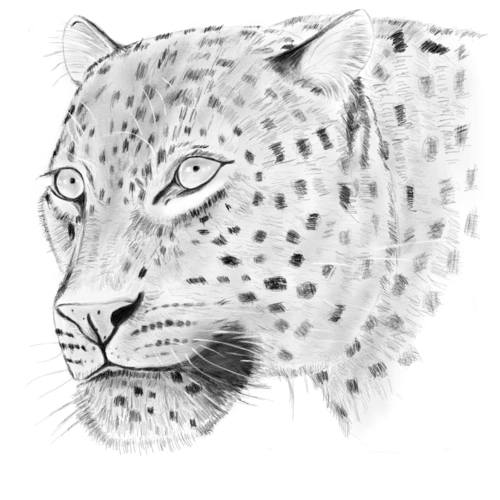 零基础自学数码手绘豹子头