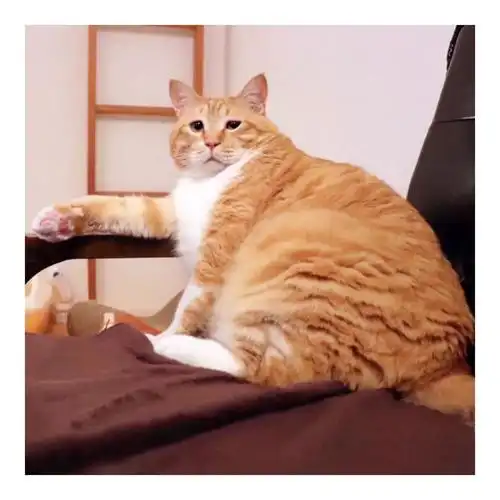 日本网红橘猫教你如何丧对生活,来一起干了这碗毒鸡汤