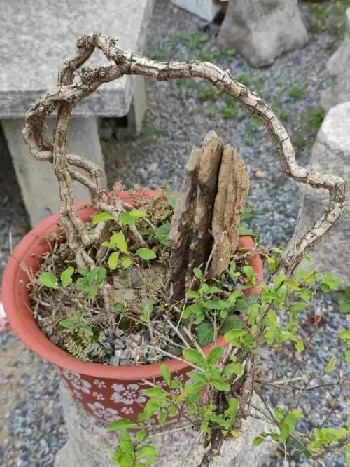 高提根野生枸杞盆景7