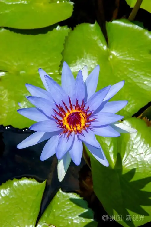 美丽的睡莲混合花