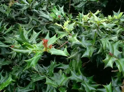 带刺植物叫什么名字