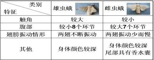 过程观察内容:蚕在不同时期的生长变化:蚕卵→蚕→蚕蛹→蚕蛾观察方法