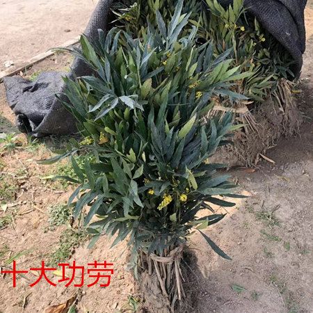 细叶十大功劳树苗庭院绿篱植物园林绿化苗木中草药功效绿植可盆栽