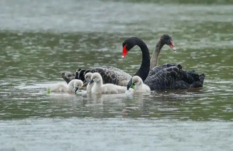 的白天鹅  相思情长绵  吉祥美丽的戴胜鸟  【生态】动物世界 animal