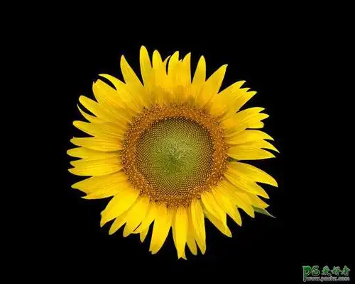 ps抠图技巧教程:学习用通道工具简单快速抠出羽毛和水杯素材图片