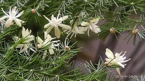 温润.清香,美丽漂亮的文竹花!