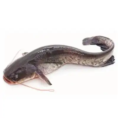 0.60/个6人买过广东博罗县胡子鲶鱼苗,大量批发,欢迎订购.￥2.