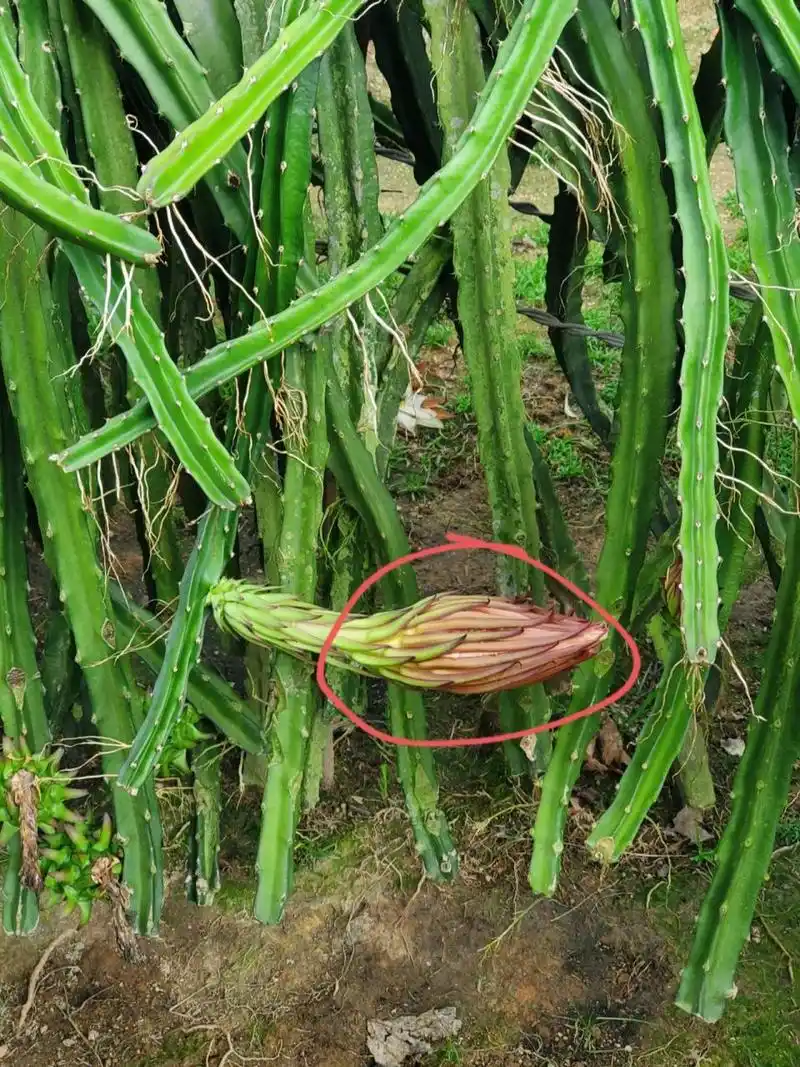 霸王花与火龙果花的区别 火龙果花圈起来的颜色是偏红的,霸王花却没有