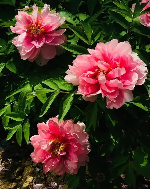 富贵花开一一一岱庙牡丹