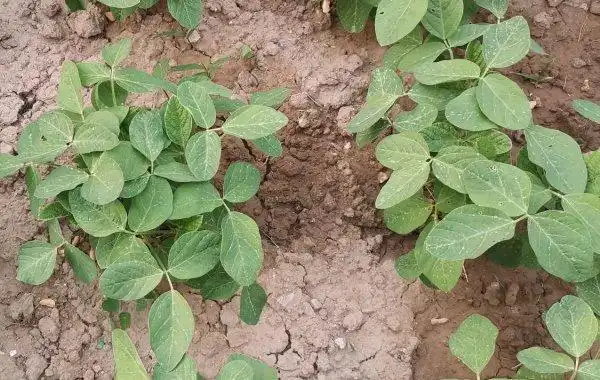 怎样防治大豆缺铁的症状