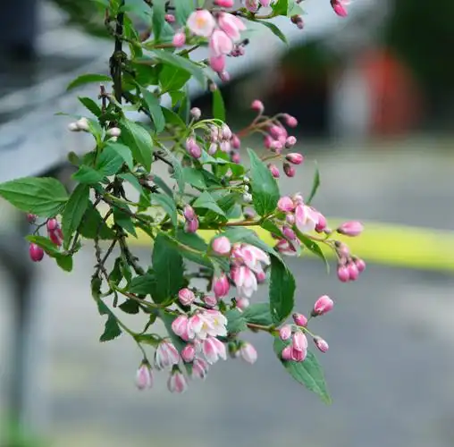 千玺花园冰生溲疏多年生灌木阳台庭院耐荫盆栽花卉
