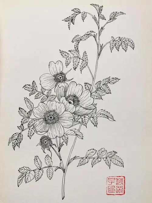 每日一画针管笔画线描手绘蔷薇