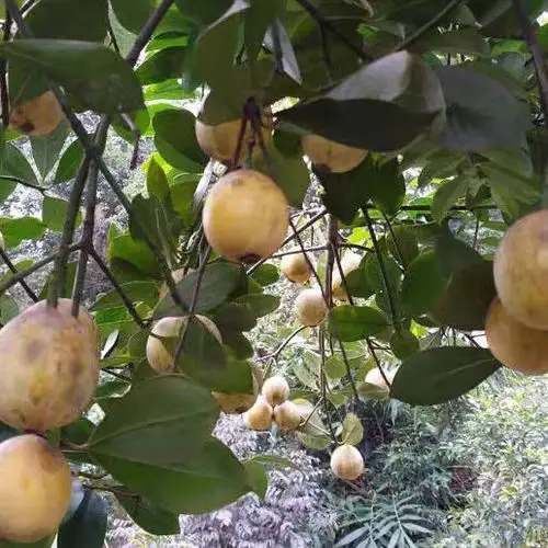 广西新鲜水果木竹果竹桔竹橘牙黄果酸筒子岭南木竹子