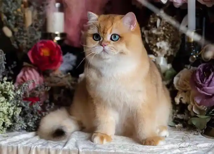 ny12色金渐层男孩高颜值自带美颜