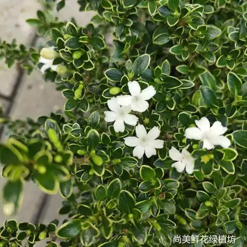 六月雪四季常青绿植盆栽提根金边盆景家居室内绿植