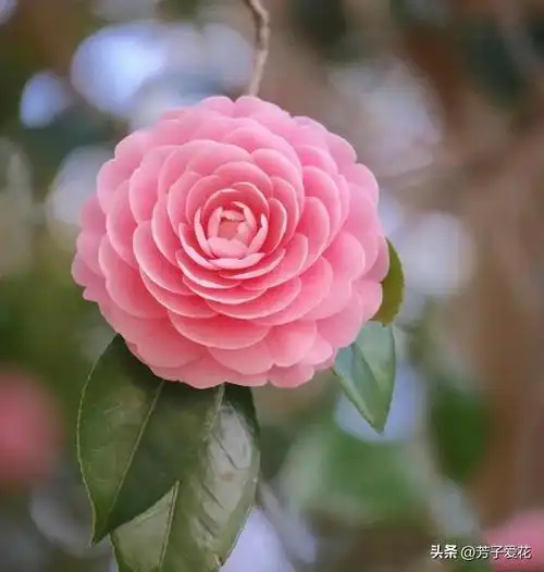 人间香奈尔满树少女心宫粉小茶花