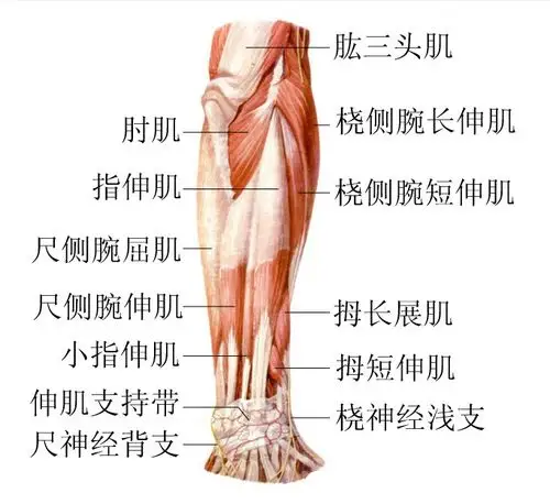 前臂部位解剖示意图-人体解剖图