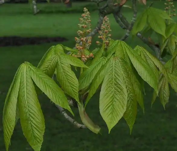 ( i>aesculus turbinata /i> blume)是无患子科七叶树属的落叶乔木