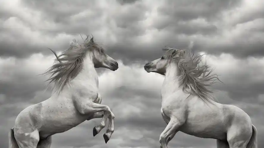 马动物野生动物马萌宠动物壁纸