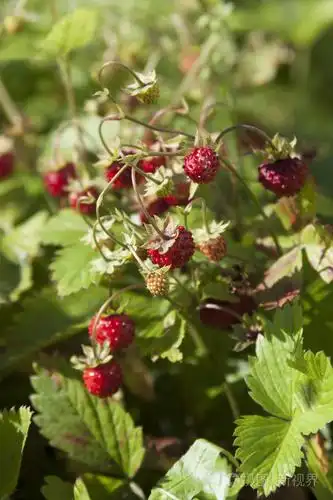 在自然野生草莓